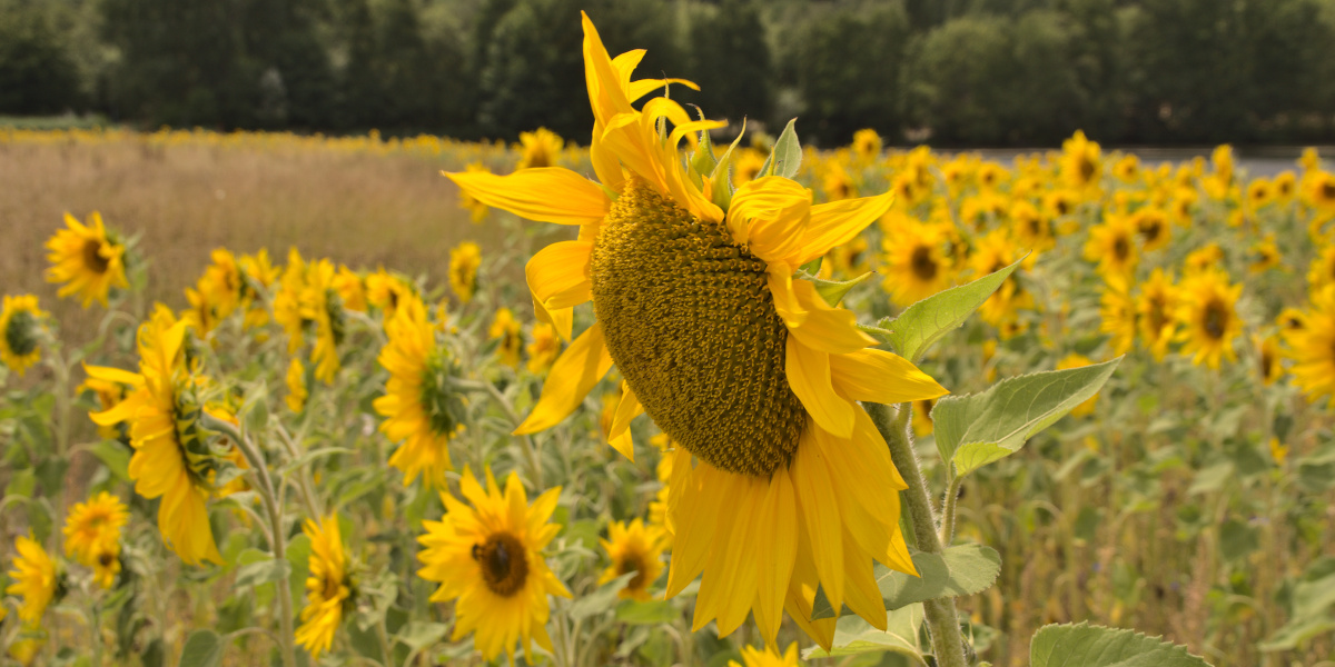 Sta op, word verlicht, de les van de zonnebloem (2/3)