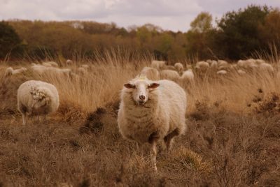 Durf een schaap te zijn? (1/3)